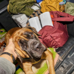 Sonos Play & Era 100 SL: Was die zwei neuen Lautsprecher für euer Sonos-System bedeuten